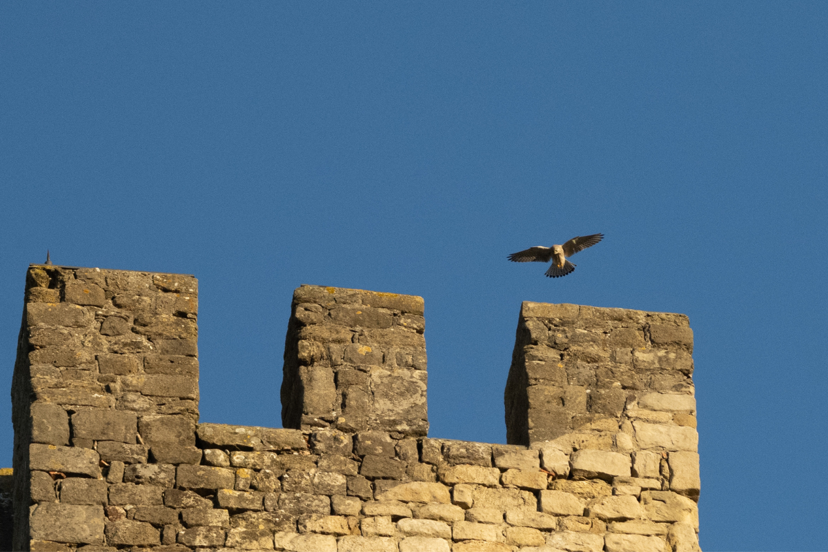 Photographie de paysage, nature et environnement