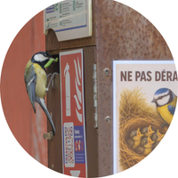 Une mésange charbonnière apporte de la nourriture pour ses oisillons cachés dans le nid installé dans un totem de sécurité