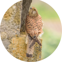 Un faucon crécerelle pose sur un des murs de la cité médiévale de Carcassonne