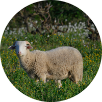 Un brebis broute parmi les vignes