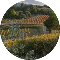 Dans les Corbières, un paysage de vignes et d'oliviers