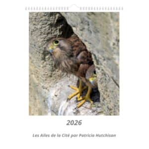 La page d'ouverture du calendrier 2026 Les Ailes de la Cité. Un jeune faucon crécerelle au bord du nid scrute le ciel en attendant le retour d'un de ses parents, apportant une proie